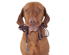 Want to live longer? Get A Dog!